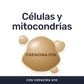 Coenzima Q10 + Vitamina E [90 Cápsulas] — imagen 2