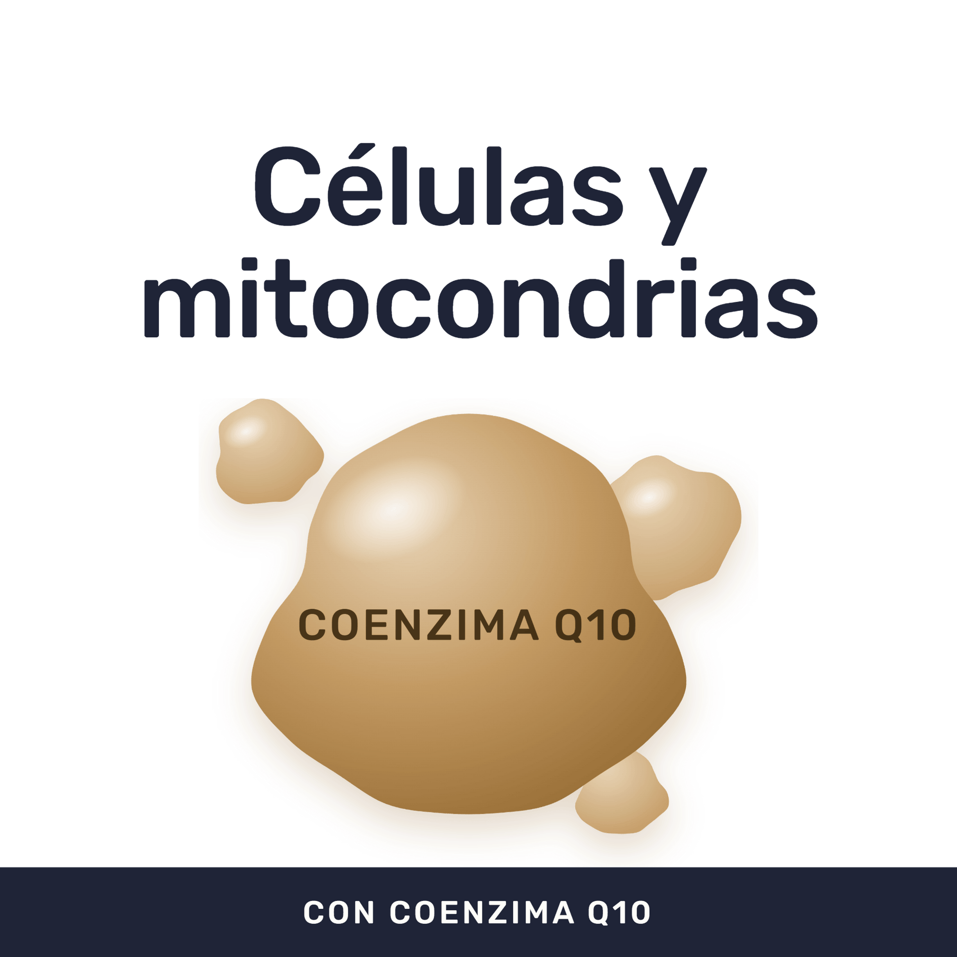 Coenzima Q10 + Vitamina E [90 Cápsulas] — imagen 2