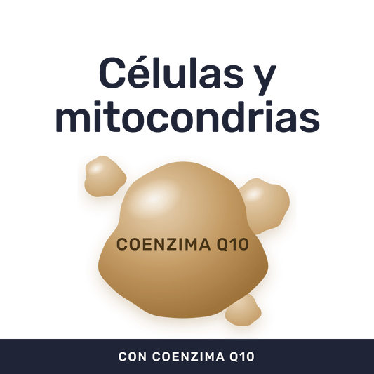 Coenzima Q10 + Vitamina E [90 Cápsulas] — imagen 2